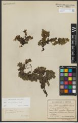 Foto von Salix serpyllifolia Scop.